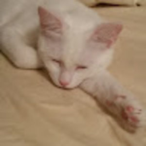 Meet your Posher, Faith